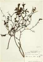 藏品(伏牛花)的圖片